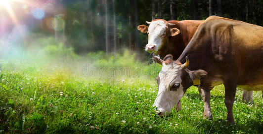 艺术牛背景图片-艺术牛背景素材图片