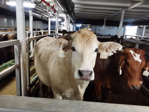 零关税 澳洲活牛抵琼 鲜嫩牛肉明日开售,购买地点和价格快戳 视频