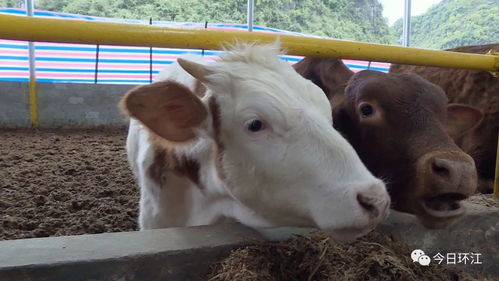 环江肉牛养殖产业 牛 起来了
